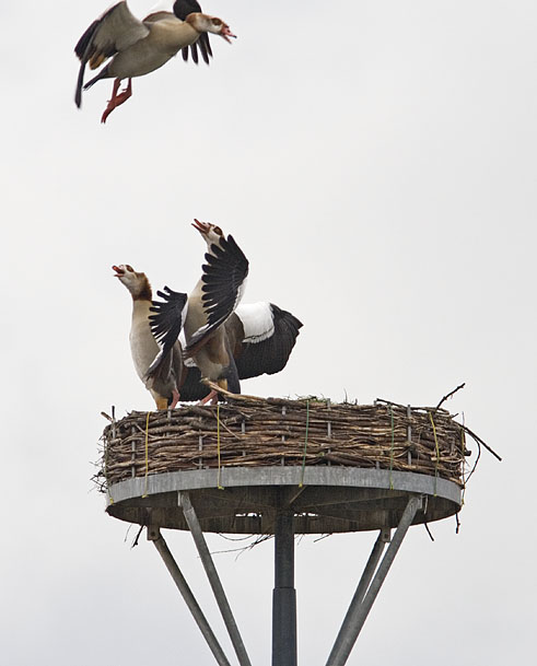 Nijlgans op Uivernest